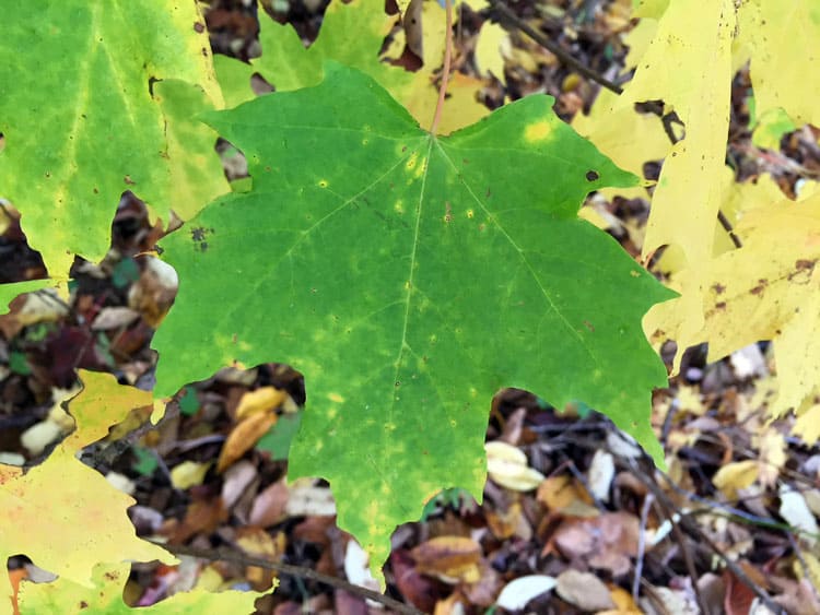 Backyard Sugaring: Get Ready for Sugaring Season Before the Snow Flies!