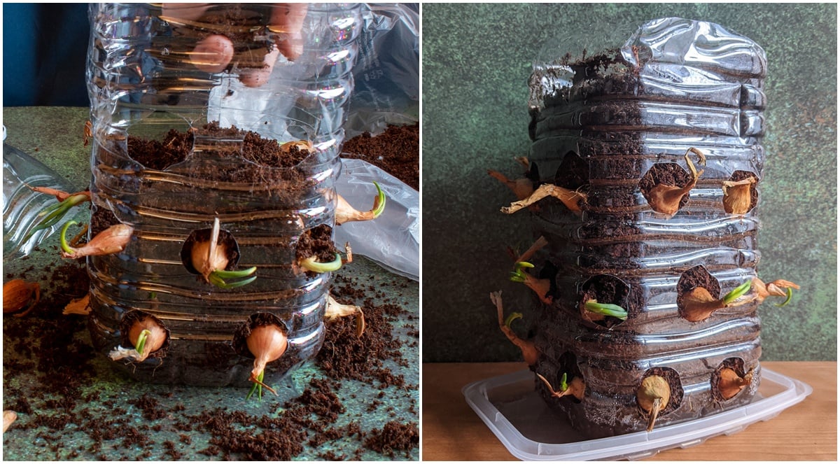 How To Grow An Onion Tower On Your Windowsill